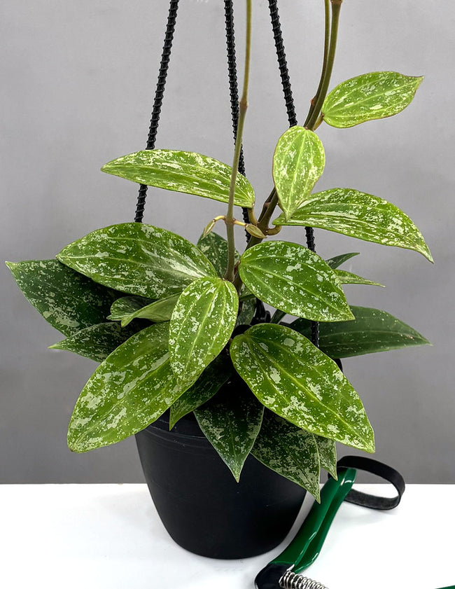 Hoya Rangsan Splash - Plant Proper - 4" Hanging Pot