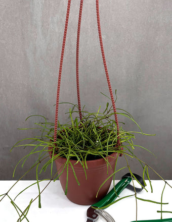 Hoya Retusa - Plant Proper - 4" Hanging Pot
