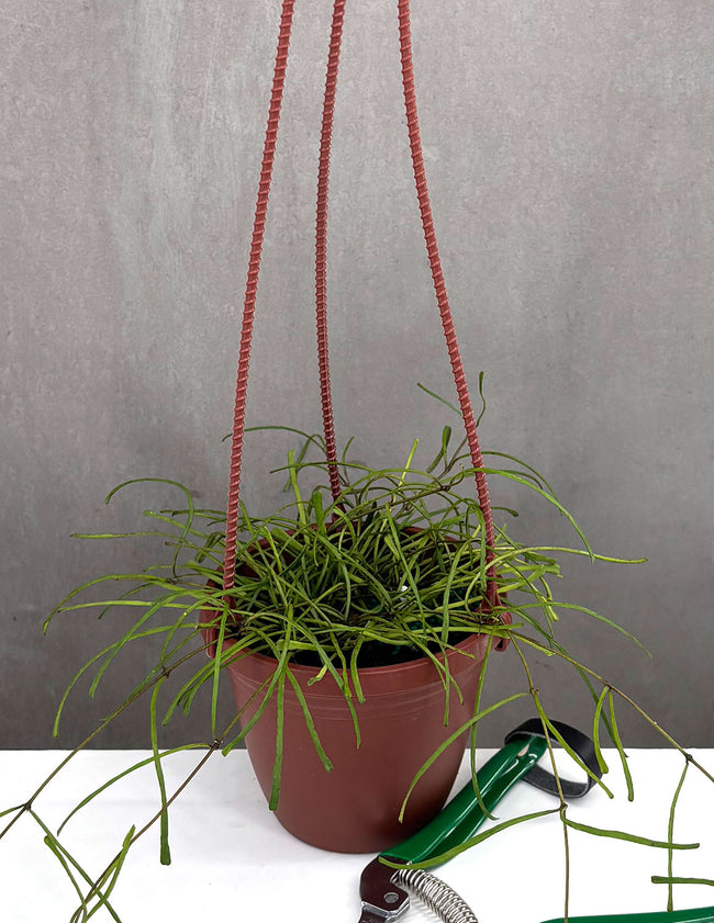 Hoya Retusa - Plant Proper - 4" Hanging Pot