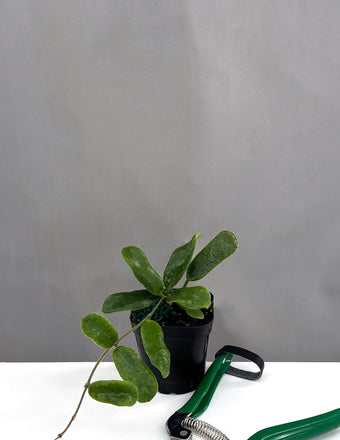 Hoya Rotundiflora - Plant Proper - 2" Pot