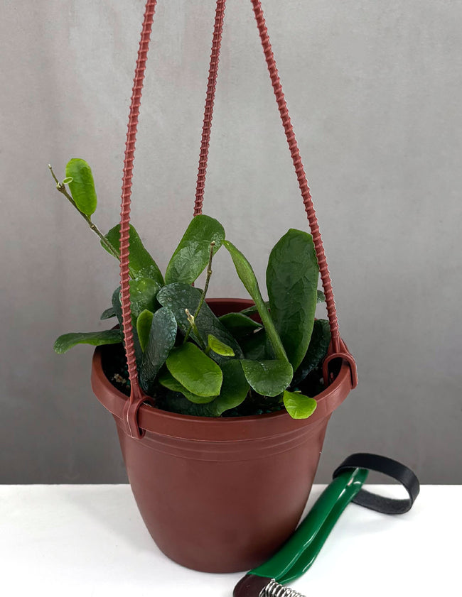 Hoya Rotundiflora - Plant Proper -4" Hanging Pot