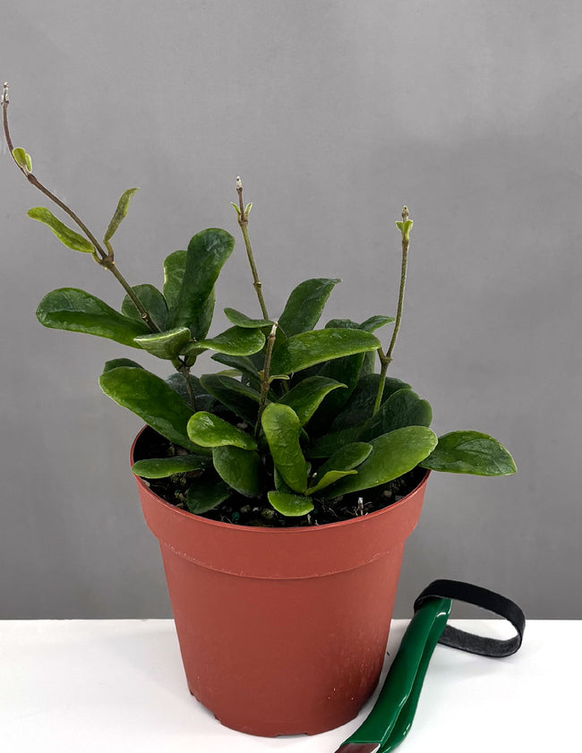 Hoya Rotundiflora - Plant Proper - 4" Pot