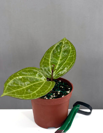 Hoya Sarawak - Plant Proper - 3" Pot