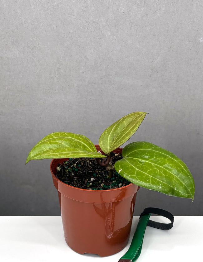 Hoya Sarawak - Plant Proper - 4" Pot