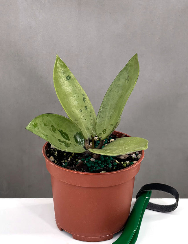 Hoya Silver Dollar - Plant Proper - 3" Pot