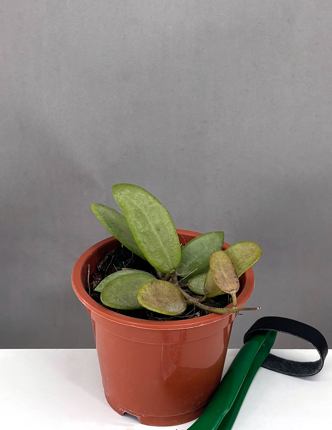 Hoya Silver Lady | Houseplant | Always Affordable at Plant Proper