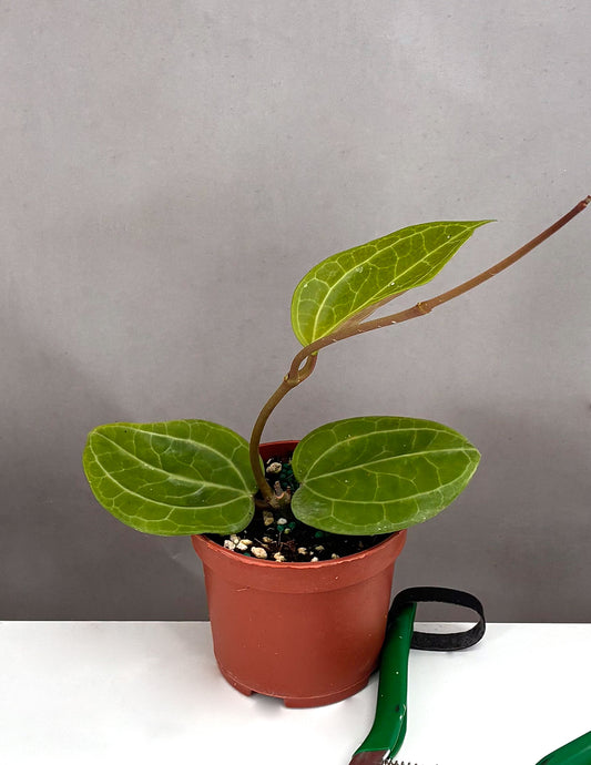 Hoya Sulawesi GPS 8867 - Plant Proper - 3.5" Pot
