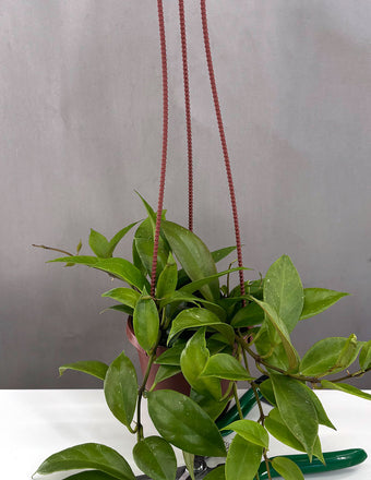 Hoya Sunrise - Plant Proper - 2" pot