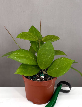 Hoya Sunshine MB 1594 - Plant Proper - 3" Pot