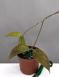 Hoya Tequila Sunrise - Plant Proper - 3" Pot