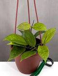 Hoya Tequila Sunrise - Plant Proper - 4" Hanging Basket