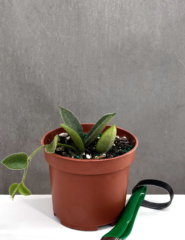 Hoya Thomsonii Pink - Plant Proper - 3" Pot