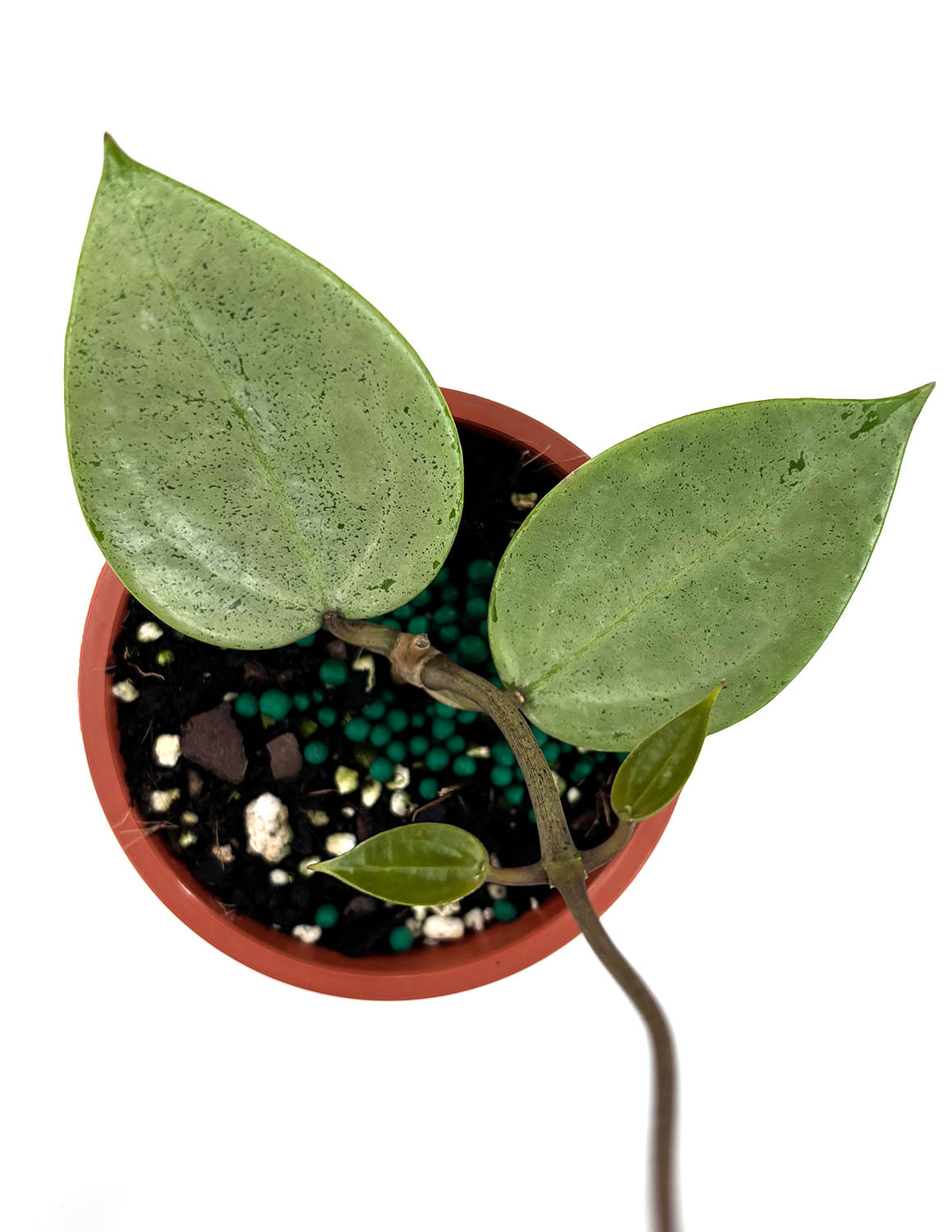silver heart plant indoors Hoya Verticillata Silver Heart | Wax Plant