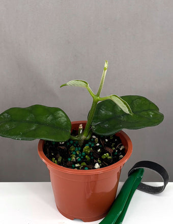 Hoya Villosa - Plant Proper - 3" Pot