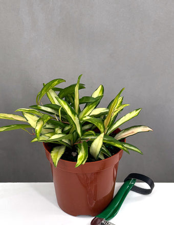 Hoya Wayetii Tricolor - Plant Proper - 4" Pot