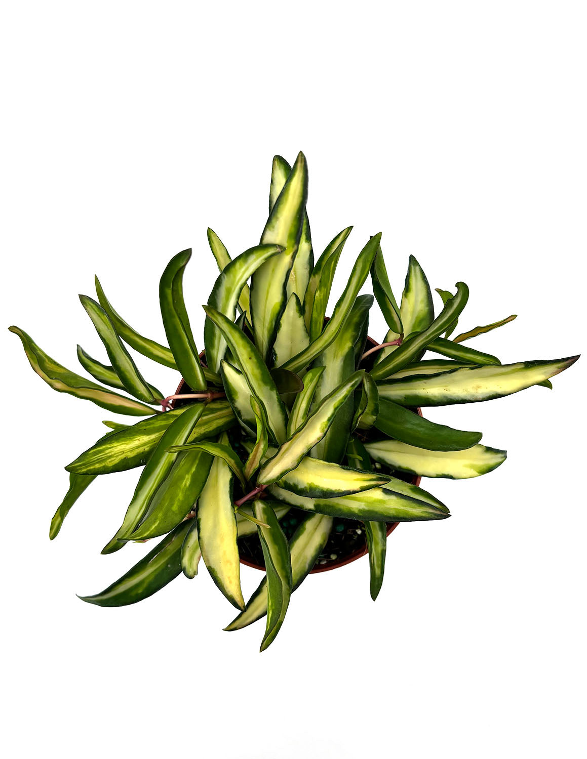 Hoya Wayetii Tricolor | Wax Plant