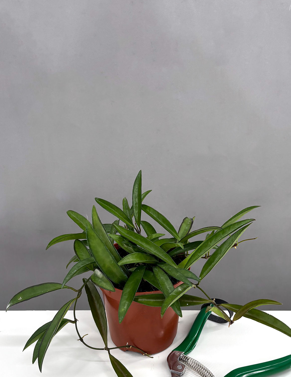 hoya snake plant wilted leaves Hoya Wayetii | Wax Plant