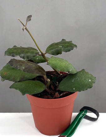 Hoya Waymaniea Borneo - Plant Proper - 3" Pot