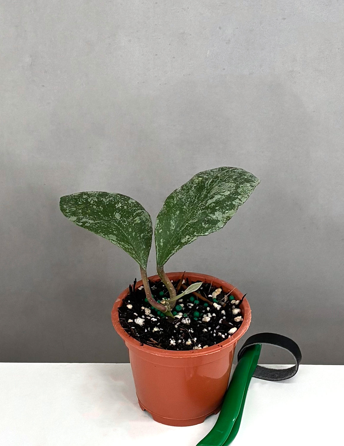 Hoya Waymaniae Cloudy Sky | Wax Plant | Always Affordable at Plant