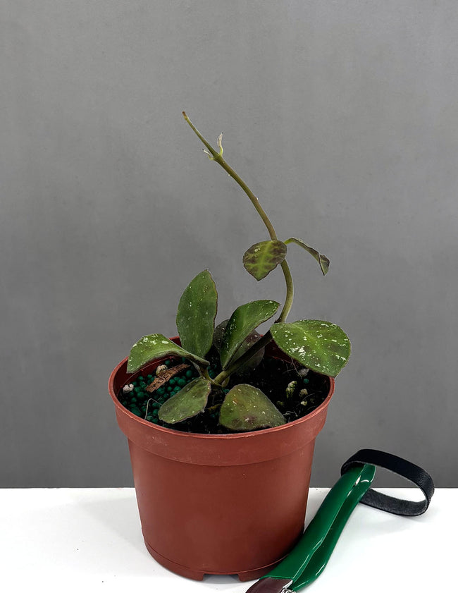 Hoya Waymaniae Round Leaf - Plant Proper - 3" Pot