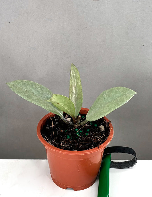 Hoya Wilbur Graves Silver - Plant Proper - 3" Pot