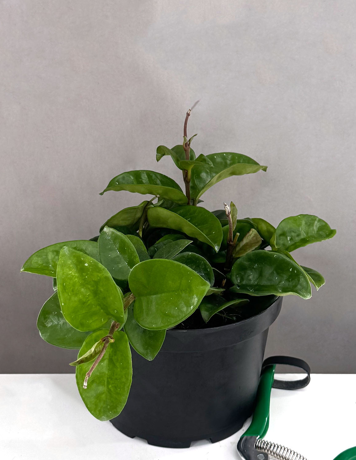 Hoya Krinkle 8 | Wax Plant | Always Affordable at Plant Proper