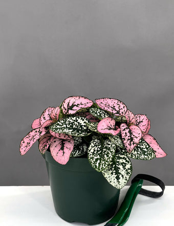 Hypoestes Mix - Plant Proper - 4" Pot