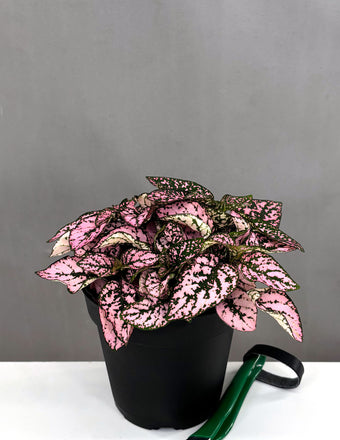 Hypoestes Pink - Plant Proper - 4" Pot