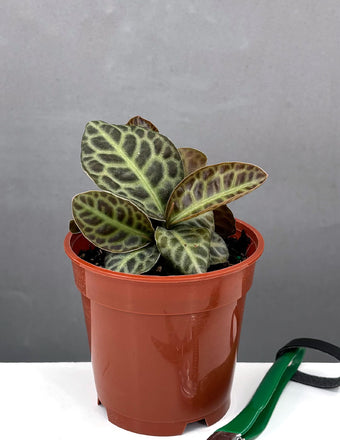 Labisia Turtle Back - Plant Proper - 4" Pot