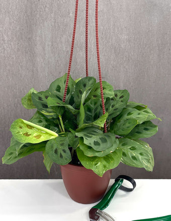 Maranta Beauty Kim - Plant Proper - 6" Pot