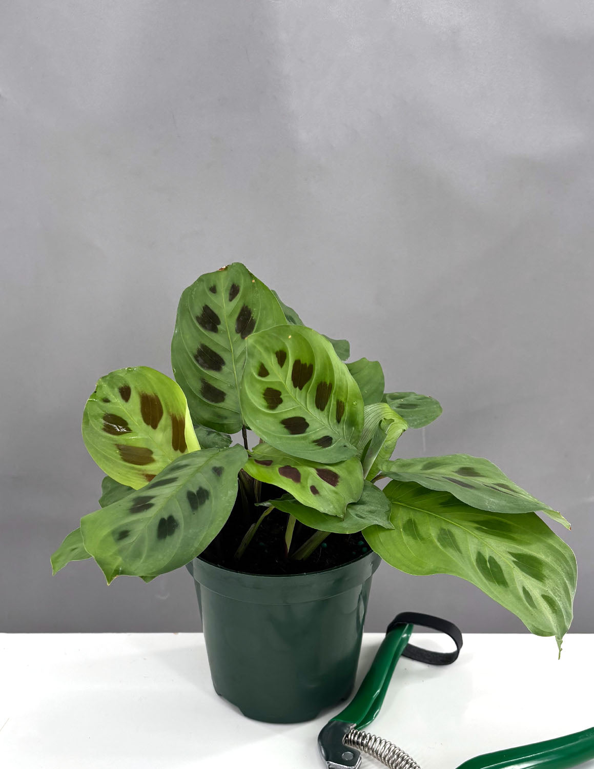prayer plant maranta calathea Maranta Green
