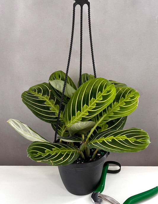 Maranta Lemon Lime - Plant Proper - 4" Hanging Basket