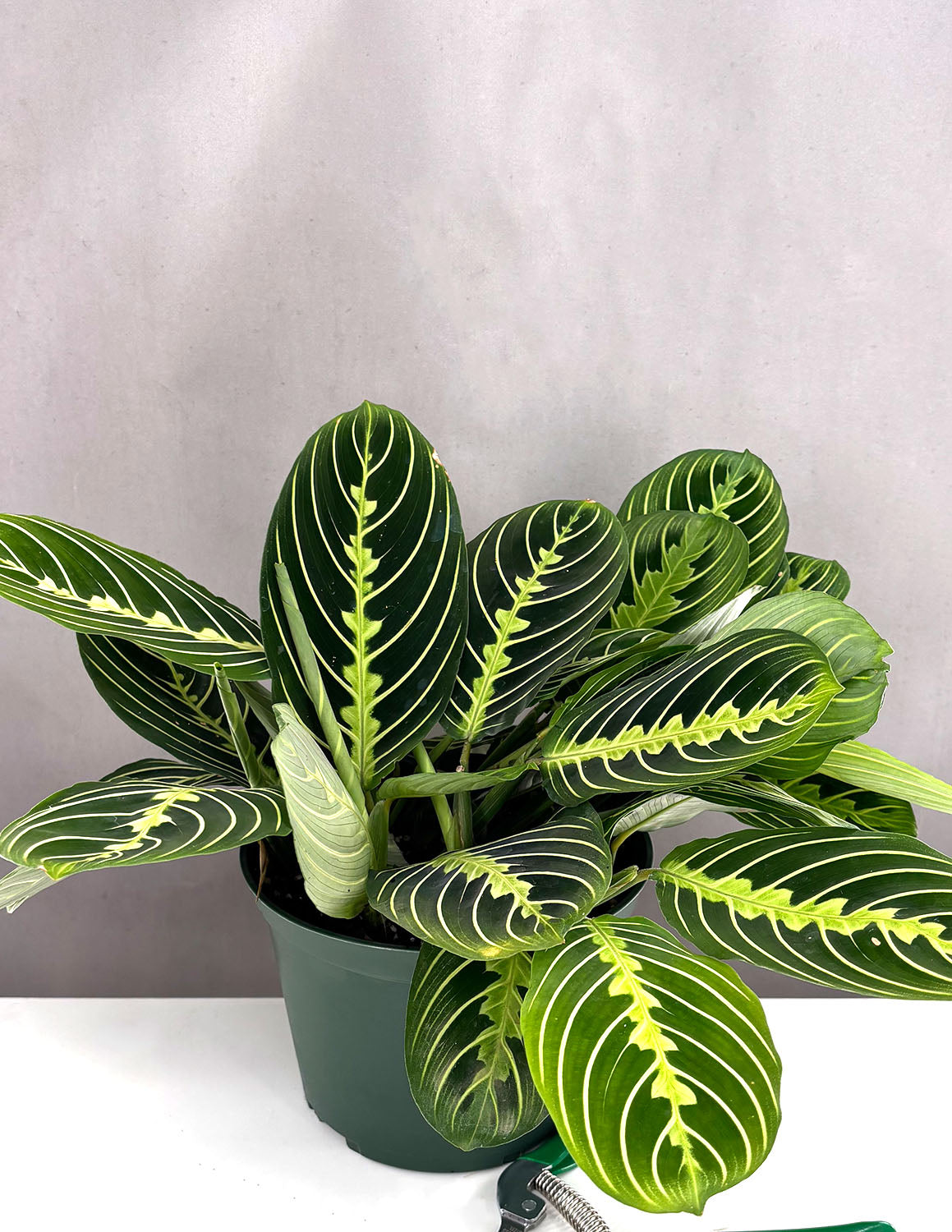 prayer plant maranta leuconeura Maranta Lemon Lime | Prayer Plant