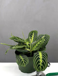 Maranta Lemon Lime - Plant Proper - 6" Pot