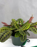 Maranta Red - Plant Proper - 6" Pot