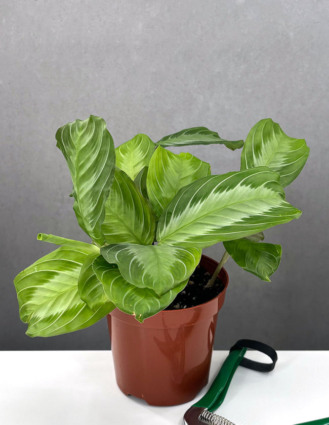 Maranta Silver Band - Plant Proper - 4" Pot
