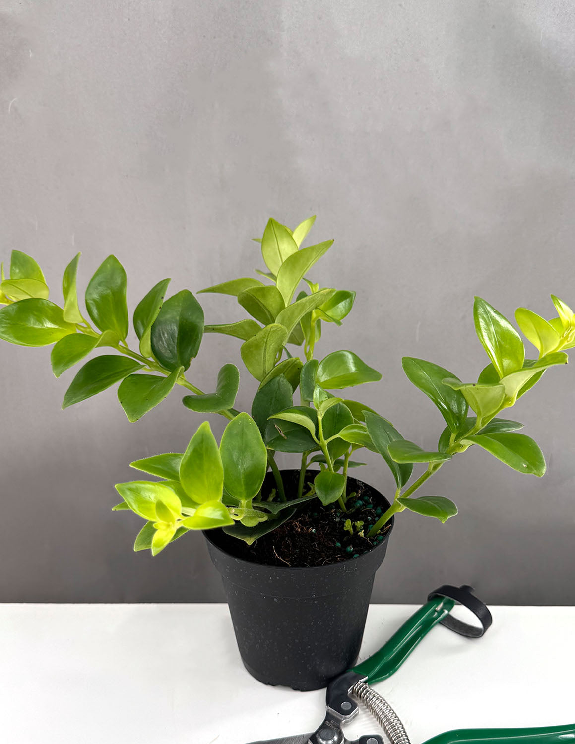 lipstick jade plant Mona Lisa Lipstick Plant