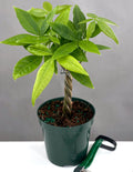 Money Tree - Plant Proper - 4" Pot