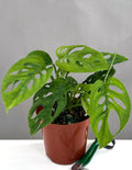 Monstera Adansonii Narrow Leaf - Plant Proper - 4" Pot