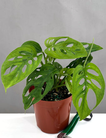 Monstera Adansonii Narrow Leaf - Plant Proper - 4" Pot