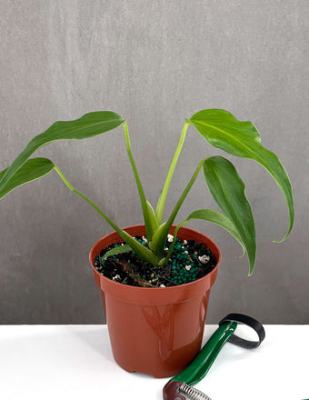 Monstera Burle Marx Flame - Plant Proper - 4" Pot