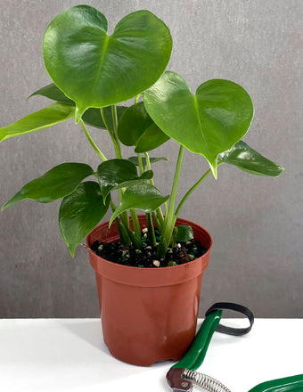 Monstera Deliciosa - Plant Proper - 4" Pot