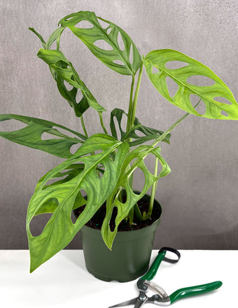 Monstera Epipremnoides SP - Plant Proper - 6" Pot