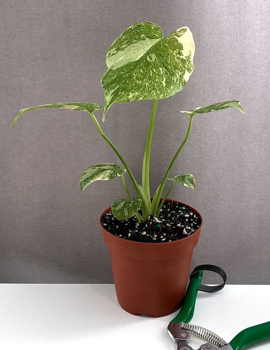 Monstera Green Snow - Plant Proper - 4" Pot