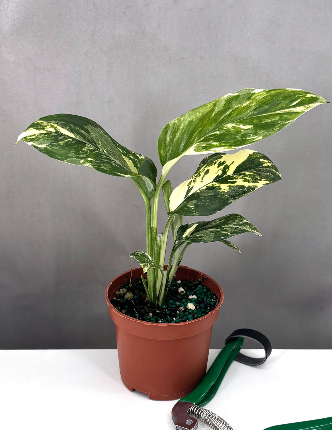 monstera lechleriana 切り苗 Monstera lechleriana – PottedElephant