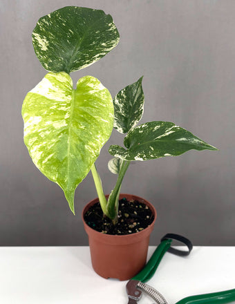 Monstera Mint - Plant Proper - 3" Pot