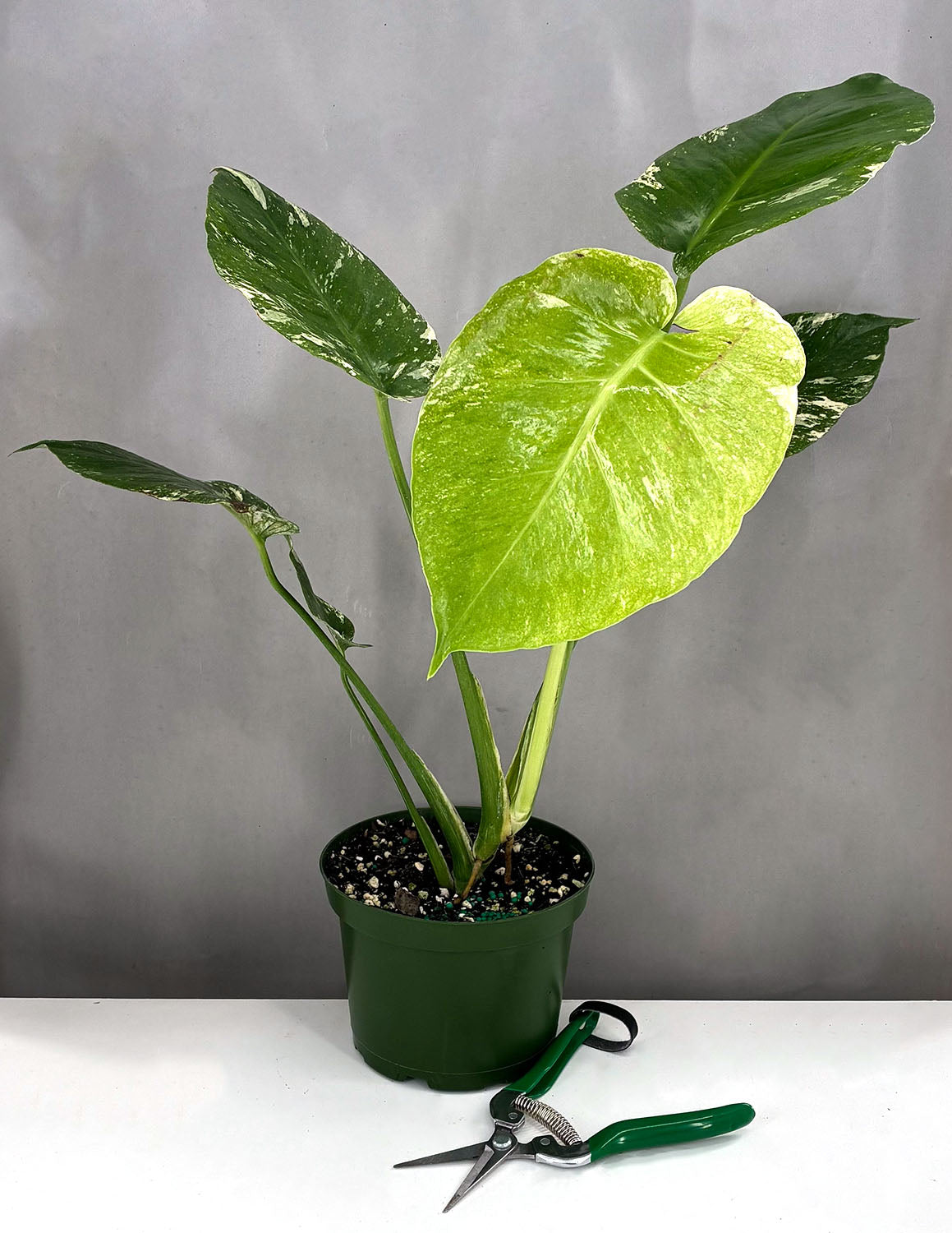 Monstera Mint