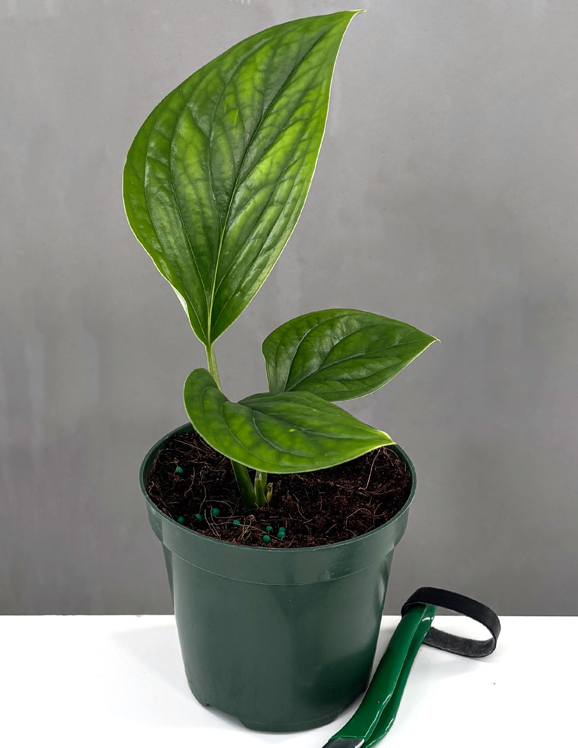 monstera pinnapartita Monstera Pinnatipartita