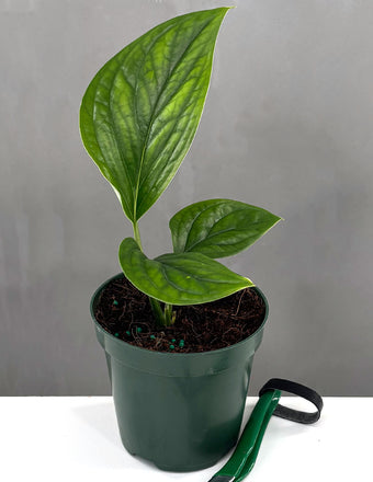 Monstera Pinnatipartita - Plant Proper - 4" Pot