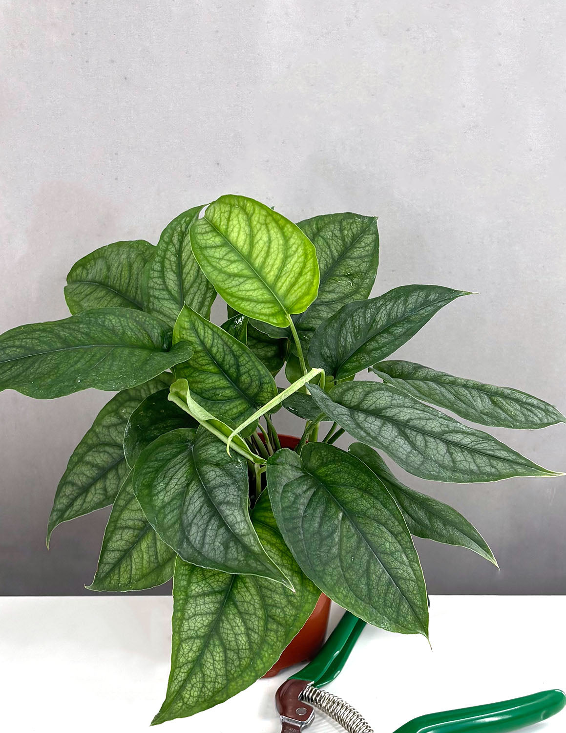 monstera siltepecana mature Monstera Siltepecana | Houseplants